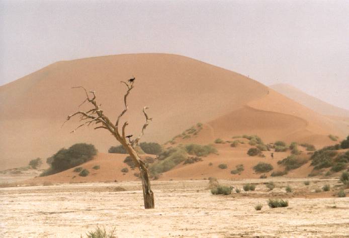 Desolate boom voor Sossusvlei