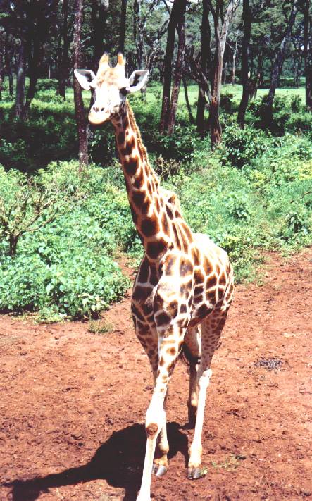Rotschild giraffen jonkie, Giraffe sanctuary Nairobi, Kenia