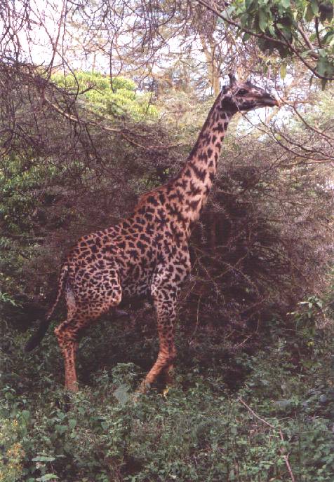 Giraffe plots dichtbij in Lake Manyara NP - Tanzania