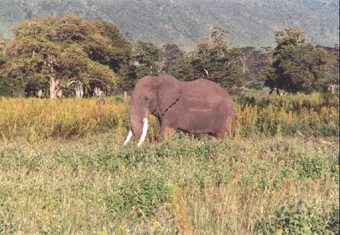 Pracht olifant