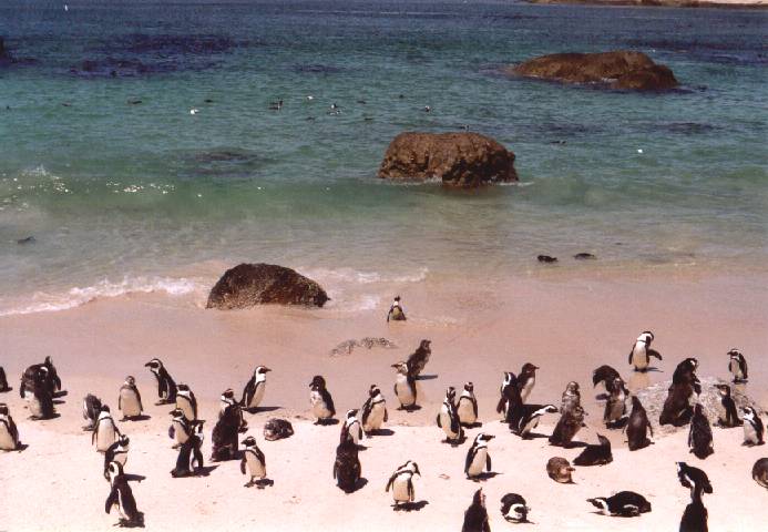 Pinguins in Afrika
