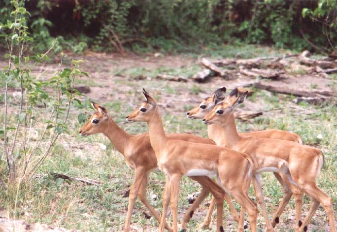 Antilope soort, vlak voordat ze wegduiken
